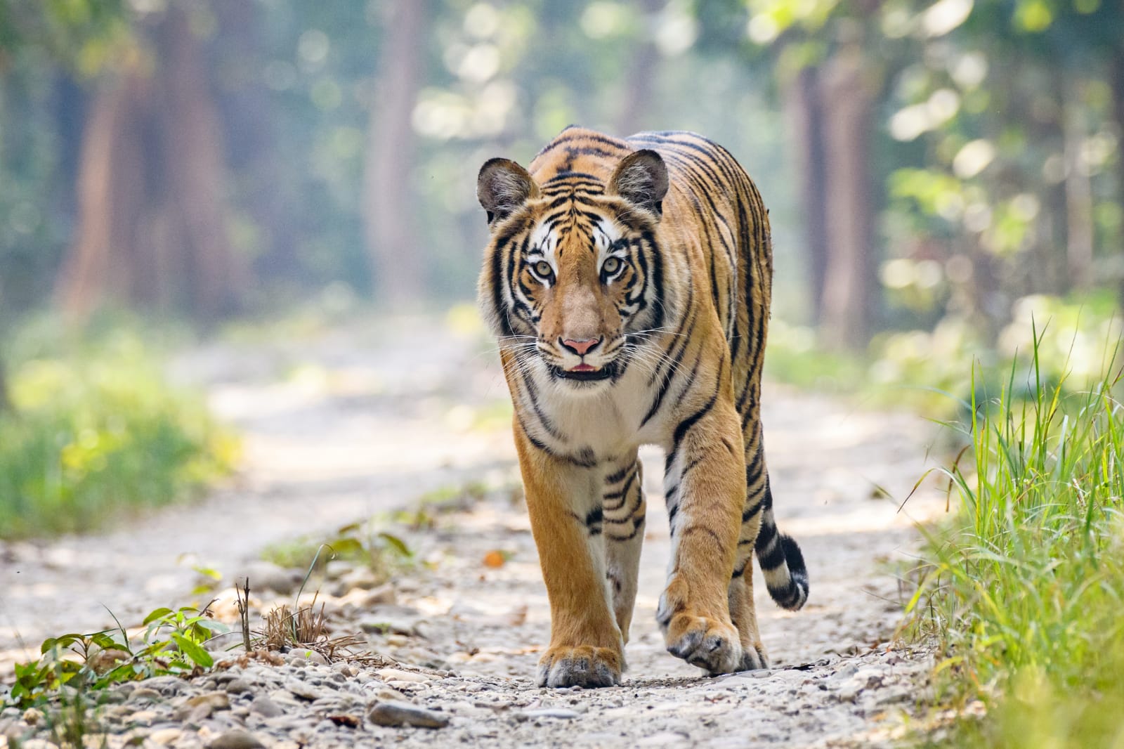 डमरु हुर्काउन कैलालीको वसन्ता आइपुगी एक बघिनी